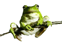 [Frog]